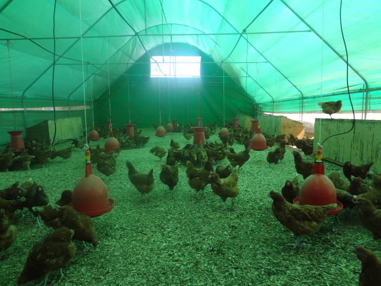 Poultry in Greenhouse