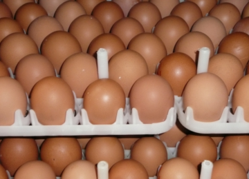 Clean Egg Production