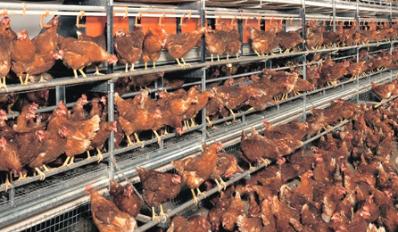 Layer poultry Housing