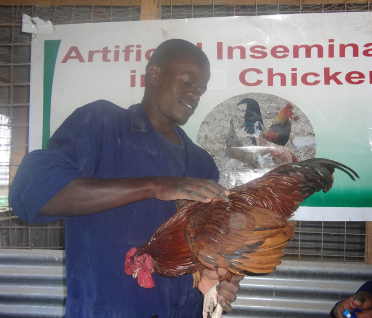 Handling and abdominal massage of the cock