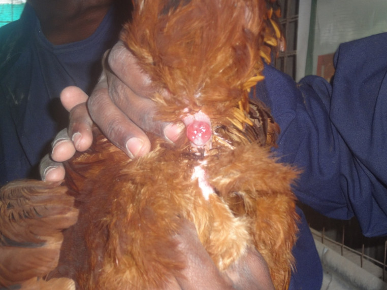 Squeezing of the cloacal surrounding to milk semen from the copulatory duct