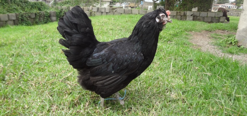 Study on the Different Ecotypes of Indigenous Chicken